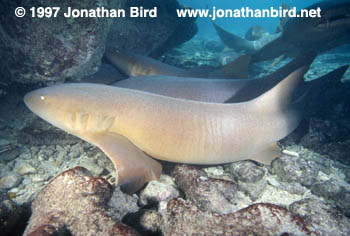 Nurse Shark [Ginglymostoma cirratum]