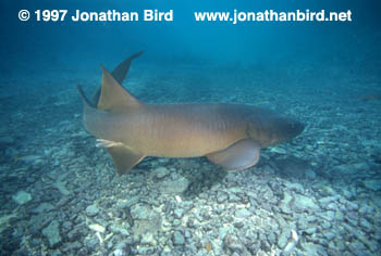 Nurse Shark [Ginglymostoma cirratum]