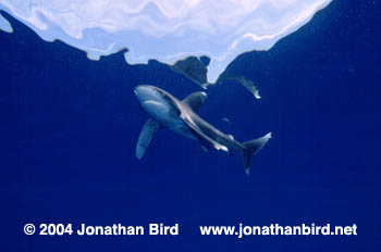 Oceanic White Tip Shark [Carcharhinus longimanus]