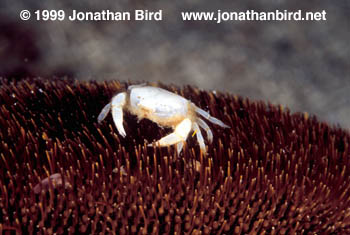 Heart Urchin Pea Crab [Dissodactylus primitivus]