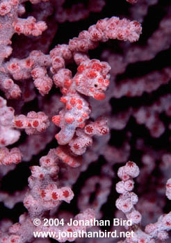 Pygmy Sea horse [Hippocampus bargibanti]