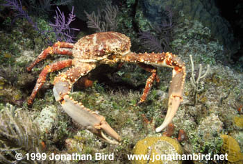 Reef Spider Crab [Mithrax spinosissimus]