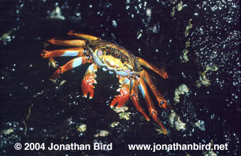 Sally Lightfoot Crab [Grapsus grapsus]