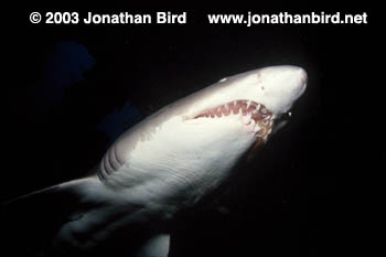 Sand Tiger Shark [Carcharias taurus]