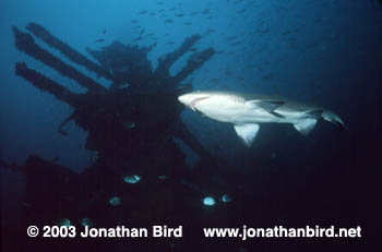 Sand Tiger Shark [Carcharias taurus]