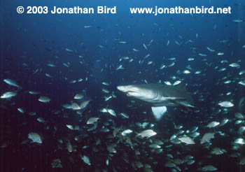 Sand Tiger Shark [Carcharias taurus]