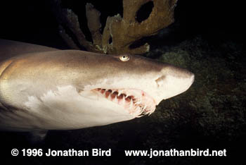 Sand Tiger Shark [Carcharias taurus]