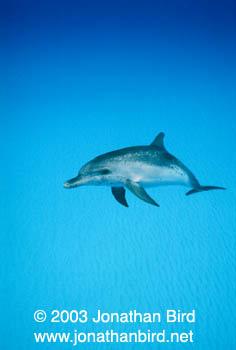 Atlantic Spotted Dolphin [Stenella frontalis]