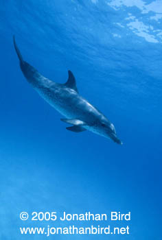 Atlantic Spotted Dolphin [Stenella frontalis]