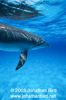 Atlantic Spotted Dolphin [Stenella frontalis]