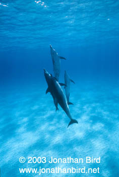 Atlantic Spotted Dolphin [Stenella frontalis]