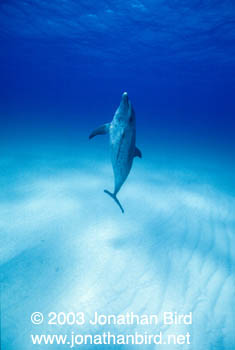 Atlantic Spotted Dolphin [Stenella frontalis]