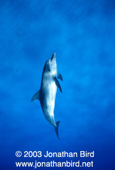 Atlantic Spotted Dolphin [Stenella frontalis]