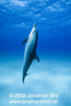 Atlantic Spotted Dolphin [Stenella frontalis]