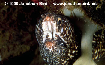 Spotted Moray Eel [Gymnothorax moringa]