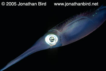 Caribbean reef Squid [--]