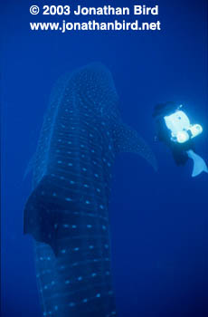 Whale Shark [Rhincodon typus]