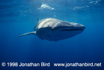 Whale Shark [Rhincodon typus]