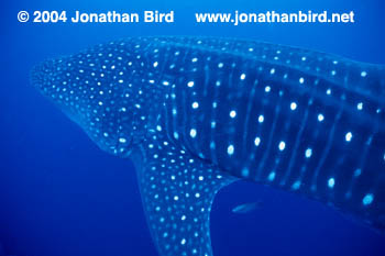 Whale Shark [Rhincodon typus]