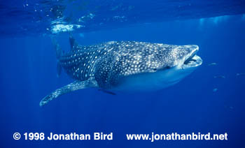 Whale Shark [Rhincodon typus]