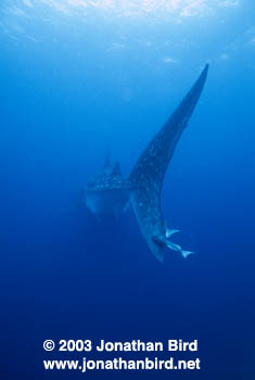 Whale Shark [Rhincodon typus]