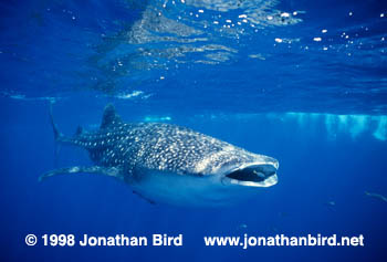 Whale Shark [Rhincodon typus]