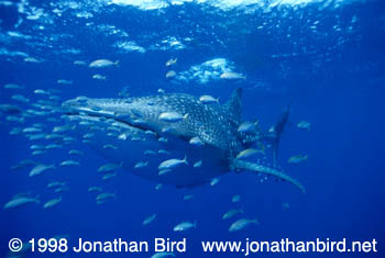 Whale Shark [Rhincodon typus]