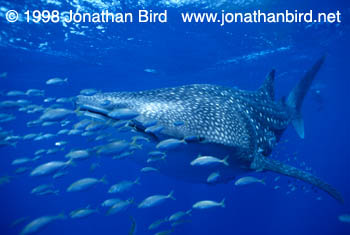 Whale Shark [Rhincodon typus]