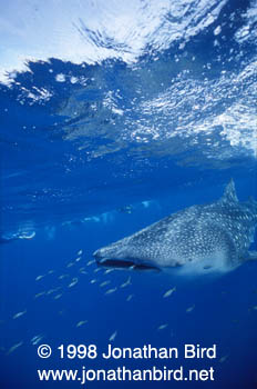 Whale Shark [Rhincodon typus]