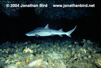 White Tip Reef Shark [Triaenodon obesus]