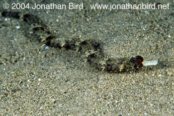 Whitenose Pipefish [Cosmocampus albinorostris]