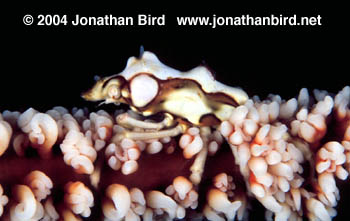 Wire Coral Crab [--]