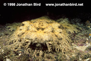 Tasselled Wobbegong Shark [Eucrossorhinus dasypogon]