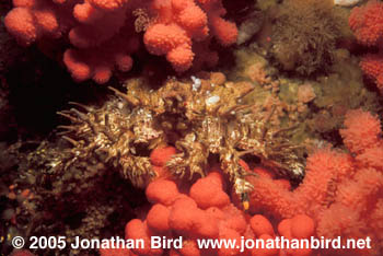 Heart Crab [Phyllolithodes papillosus]