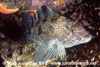 Kelp Greenling Fish [Hexagrammos decagrammus]