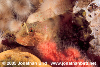 Scalyhead sculpin Fish [Artedius harringtoni]