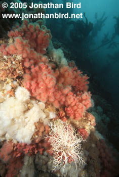 cold water Reef [--]