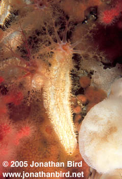 White Sea cucumber [Cucumaria miniata]