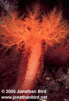 Orange Sea cucumber [Eupentacta quinquesemita]