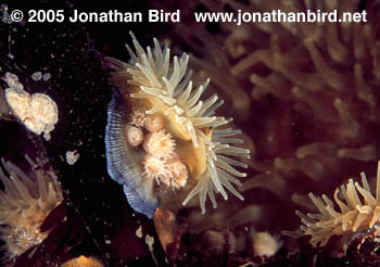 Brooding Anemone [Epiactis prolifera]