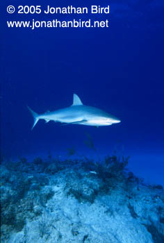 Caribbean reef Shark [Carcharhinus perezi]