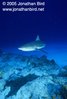 Caribbean reef Shark [Carcharhinus perezi]