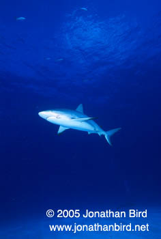 Caribbean reef Shark [Carcharhinus perezi]