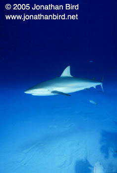 Caribbean reef Shark [Carcharhinus perezi]