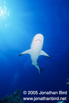 Caribbean reef Shark [Carcharhinus perezi]