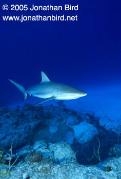 Caribbean reef Shark [Carcharhinus perezi]