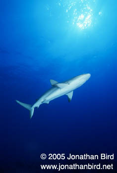 Caribbean reef Shark [Carcharhinus perezi]