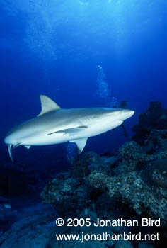 Caribbean reef Shark [Carcharhinus perezi]