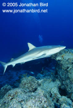 Caribbean reef Shark [Carcharhinus perezi]