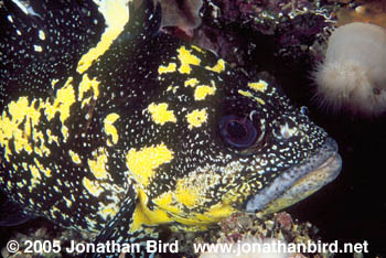 China Rock Fish [Sebastes nebulosus]